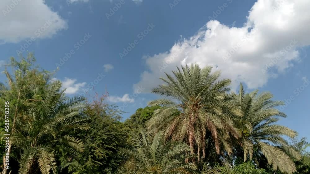 palm trees against blue sky, landscape dates tree view palm trees against blue sky, landscape dates tree view