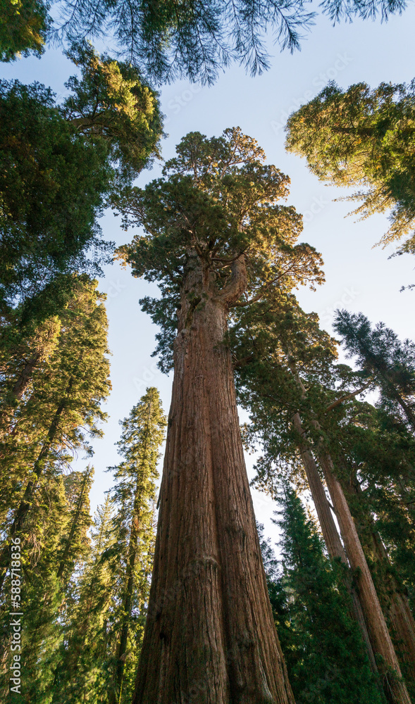 Fototapeta premium The General Sherman Tree at Sequoia National Park