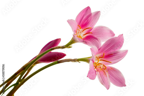 Flowers of Zephyranthes also known as Rain Lily, Rain Flower, Zephyr Lily, Storm Lily, Wind Flower. Flowers isolated on white background.