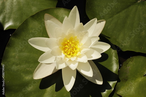 white water lily