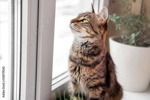 Two cats look out through window at the birds. Domestic cats want to catching bird, attack, scrape the glass. Cute kitty sitting on windowsill. Feline watching bird outside the window. Closeup