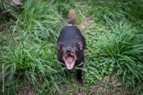 tasmanian devil