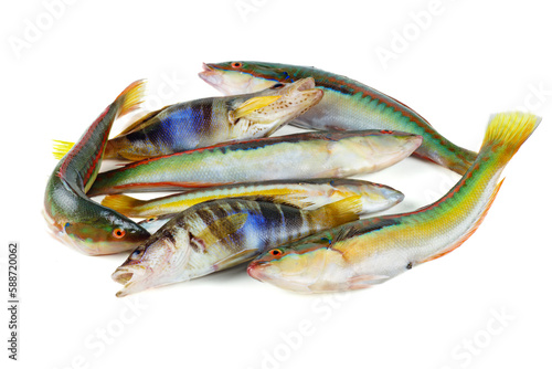 Fotografía Pile of Rainbow Wrasse and Painted Comber isolated on white background