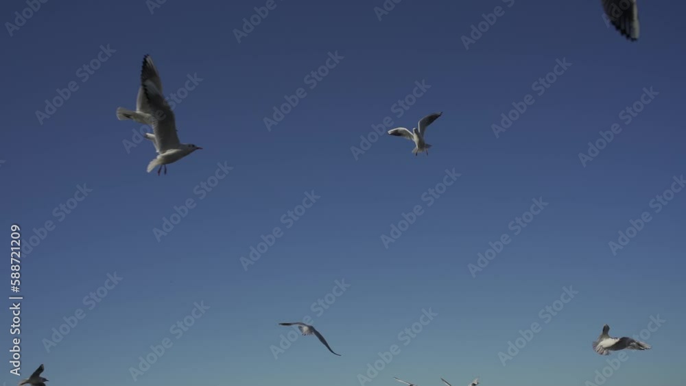 Seagulls fly in the blue sky, they are fed with bread, Slow Motion. HLG Bt.2020 ungraded. Seagulls fly in the blue sky, they are fed with bread, Slow Motion. HLG Bt.2020 ungraded.