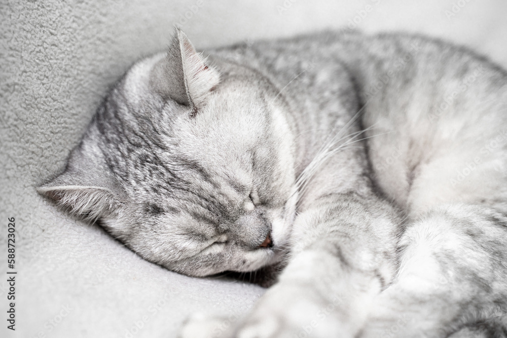 scottish straight cat is sleeping. Close-up of the muzzle of a sleeping cat with closed eyes. Against the backdrop of a light blanket. Favorite pets, cat food. scottish straight cat is sleeping. Close-up of the muzzle of a sleeping cat with closed eyes. Against the backdrop of a light blanket. Favorite pets, cat food.