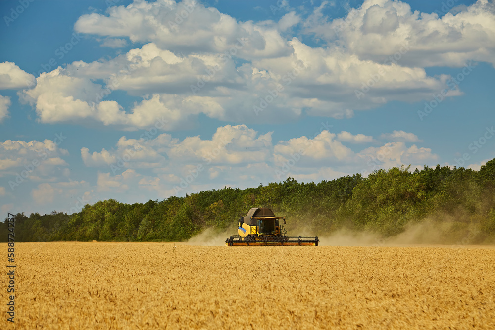 Fototapeta premium Combine harvester harvests ripe wheat.