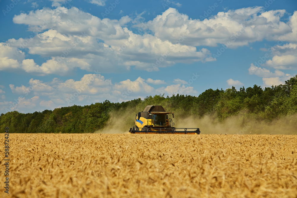 Obraz premium Combine harvester working on a wheat field. Seasonal harvesting the wheat.