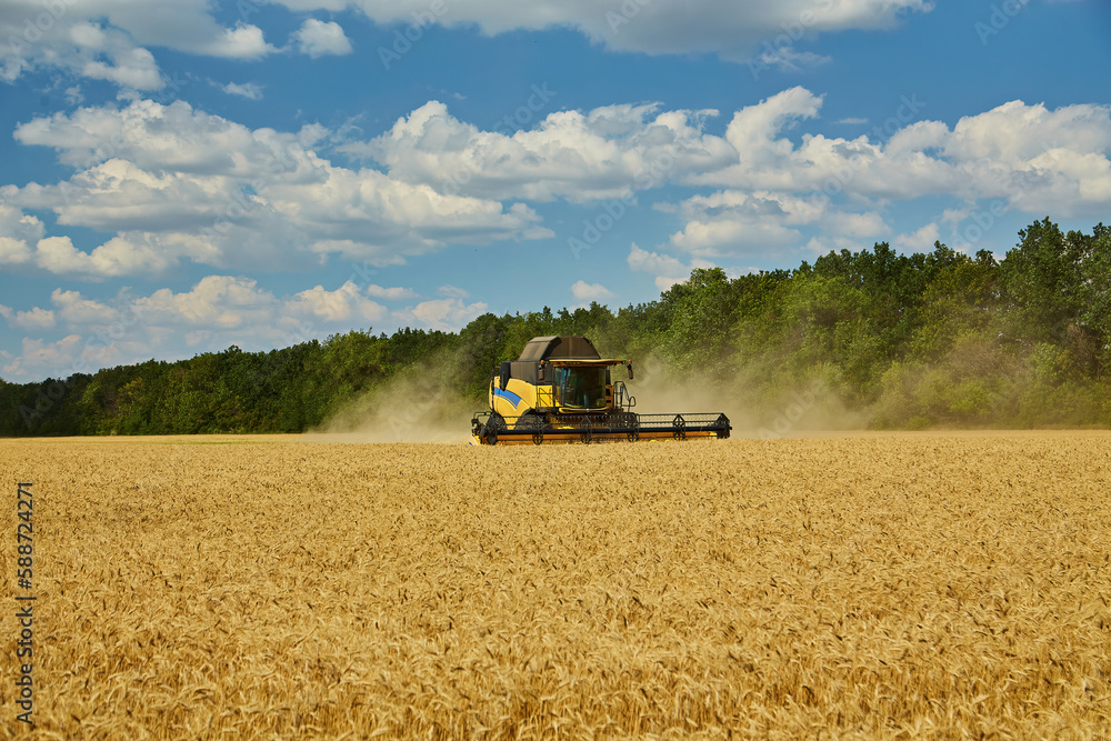Obraz premium Combine Harvester Cutting Wheat, Summer Landscape of endless