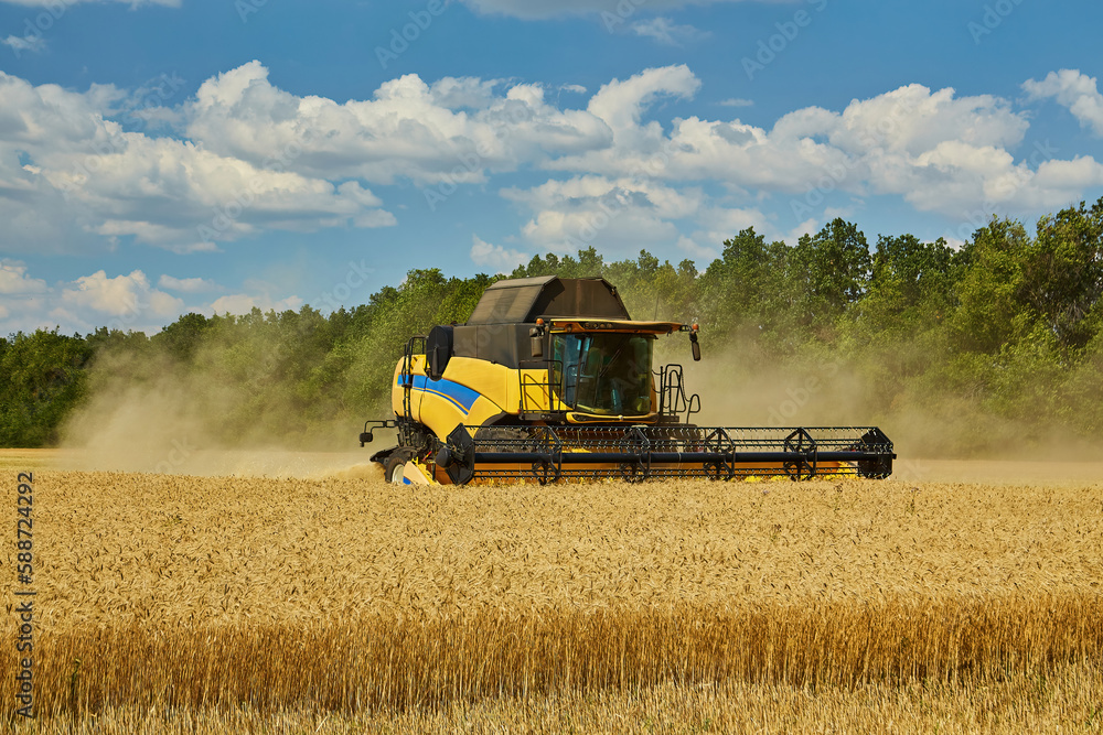 Fototapeta premium Combine harvester working on a wheat field. Seasonal harvesting the wheat.