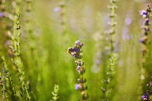 Close up photo of bluebells growing wild underneath the trees. Shallow depth of field. photo