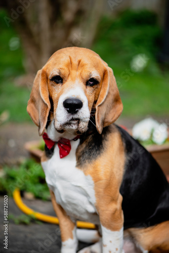 beagle dog with funny face sits in the garden in spring
