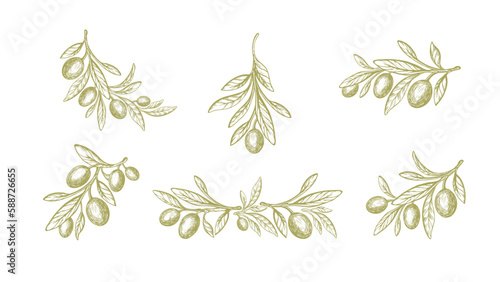 Olive set. Vector sketch Fruit, green leaf, branch