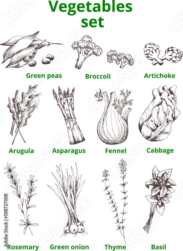 Hand drawn vector vegetables and herbs set. EPS vintage sketch.Contour silhouette on transparent background.Arugula,onion,fennel,basil,cabbage,broccoli,rosemary,asparagus, artichoke, green peas,thyme