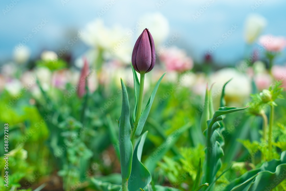 Fototapeta premium もう少しで咲くチューリップ