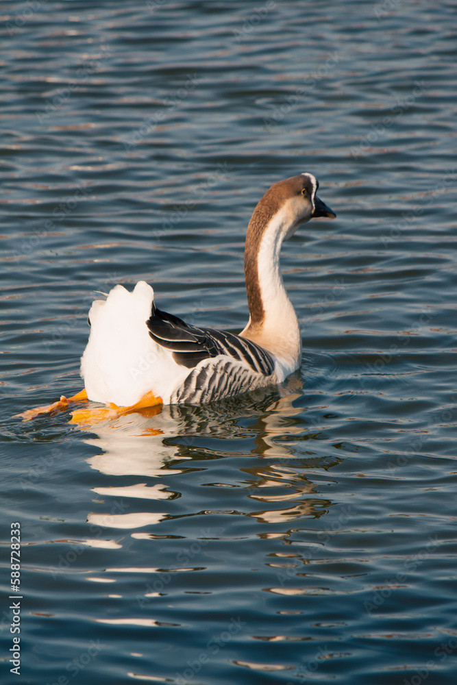 Fototapeta premium duck and ducklings