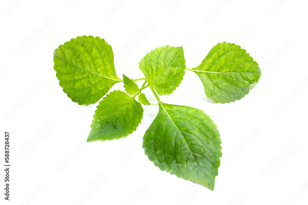 Obraz premium Tree Basil leaves (Ocimum gratissimum) on white background.