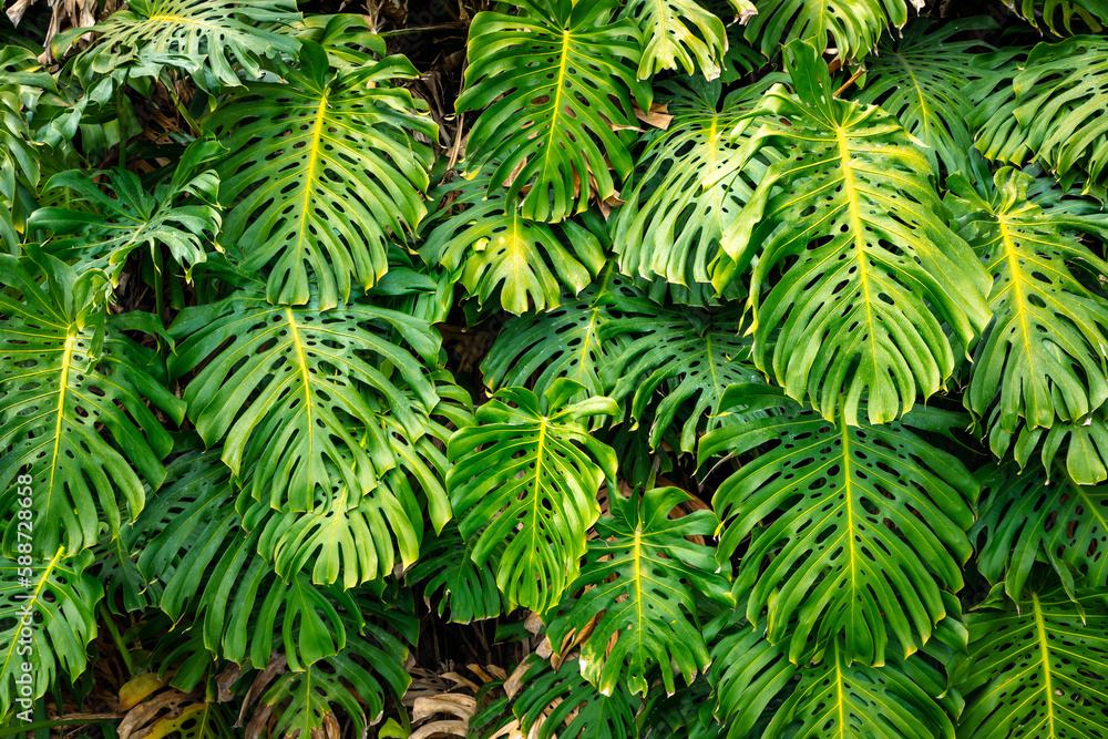 Fototapeta Green Tropical Leaves of Exotic Plant Growing in Wild. Tropical Rainforest Plant. Amazon Nature Background. 