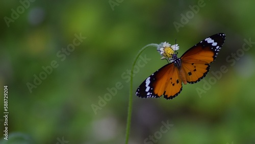 butterfly © Nadun