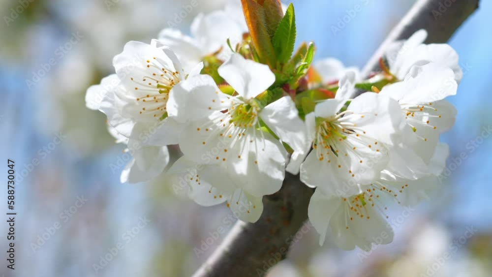 Honey Bee Pollinating Cherry Flowers on Tree in Spring Blossom Honey Bee Pollinating Cherry Flowers on Tree in Spring Blossom