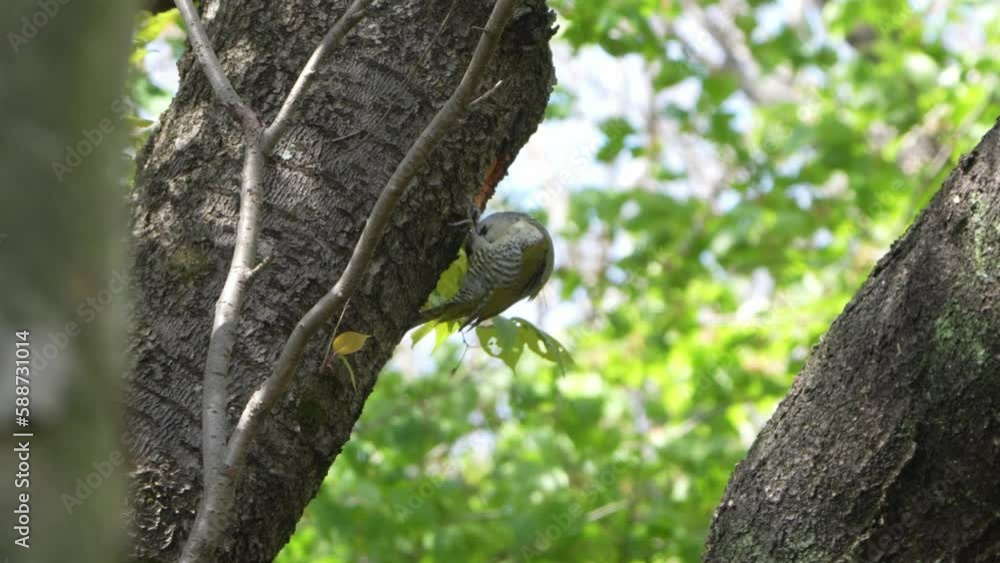 japanese green woodpecker is digging his nest japanese green woodpecker is digging his nest