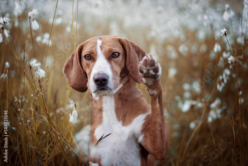 portrait of a brown dog outside