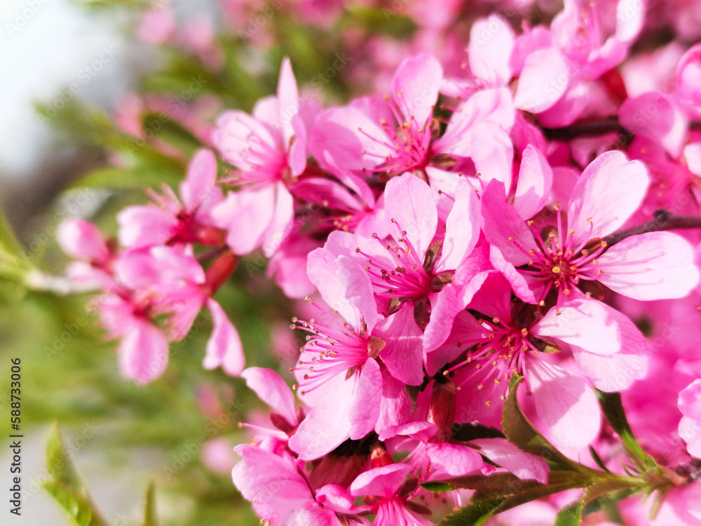 beautiful spring pink blossoming small flowers. macro view. soft blurred background. lush green foliage. selective focus. freshness and beauty in nature. gardening and landscaping concept. beautiful spring pink blossoming small flowers. macro view. soft blurred background. lush green foliage. selective focus. freshness and beauty in nature. gardening and landscaping concept.