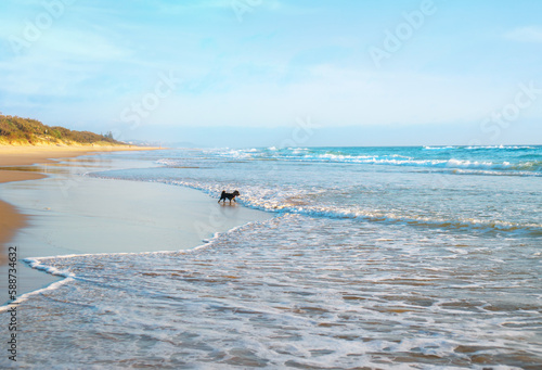 Cute little dog standing on the beach looking at crushing surfing waves ahead. Panorama of the Peregian Beach and the Pacific Ocean during sunrise on the Sunshine Coast, Queensland, Australia.