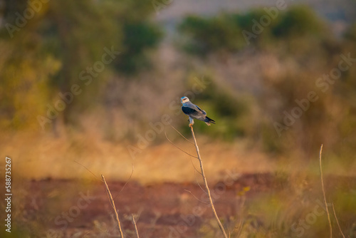 black-winged kite bird sitting on a dry branch in a meadow waiting for the prey