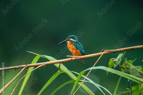 Kingfisher on a branch waiting for the fish in a forest