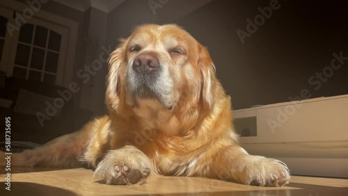 Static shot of a golden retriever lying in the direct sunlight in the living room photo