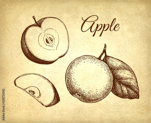 Apple ink sketch.