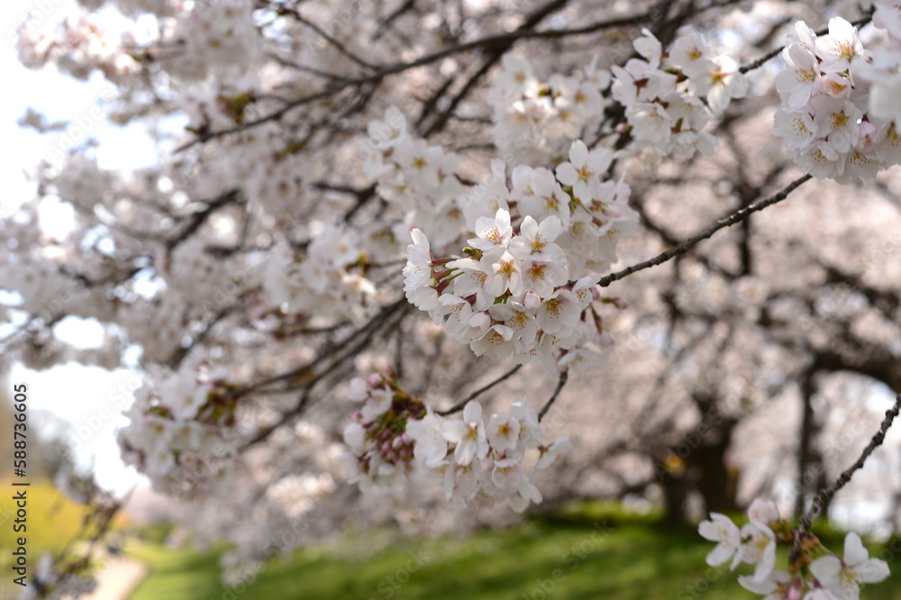 Cherry Blossom Cherry Blossom