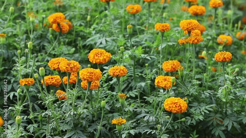 Orange marigolds are in the garden Orange marigolds are in the garden