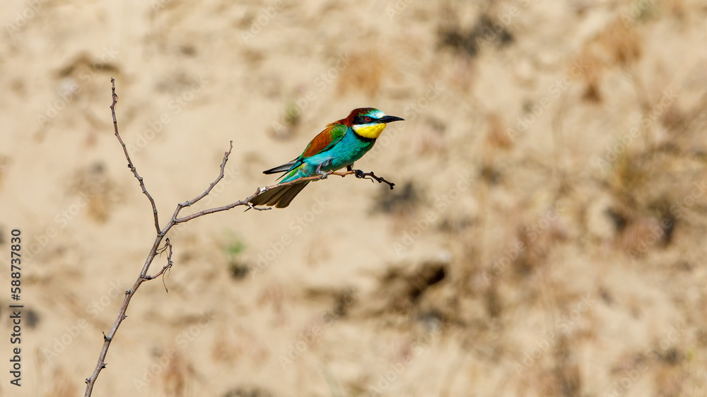 Colorful Bee Eater in the Danube Delta
Colorful Bee Eater in the Danube Delta