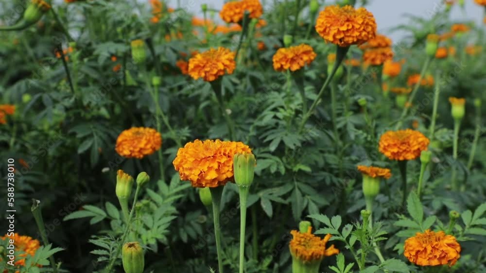 Beautiful orange marigold flower in the garden Beautiful orange marigold flower in the garden
