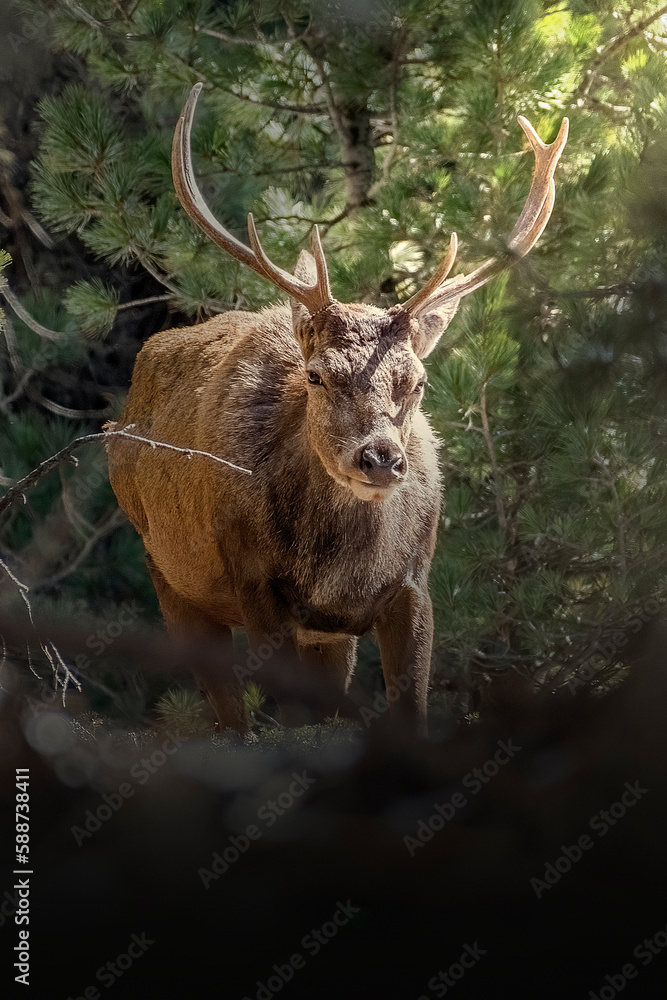Portrait of an Alpine male stag (Red deer - Cervus elaphus) in a pine forest illuminated by a ray of the sun at dawn. Italian Alps. March