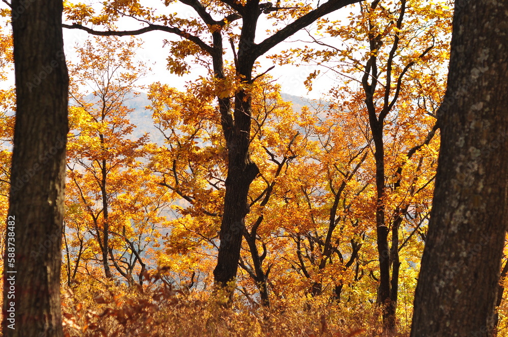 Golden autumn in the forest. View from hill. Golden autumn in the forest. View from hill.