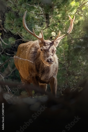 Obraz na płótnie Portrait of an Alpine male stag (Red deer - Cervus elaphus) in a pine forest illuminated by a ray of the sun at dawn. Italian Alps. March w salonie