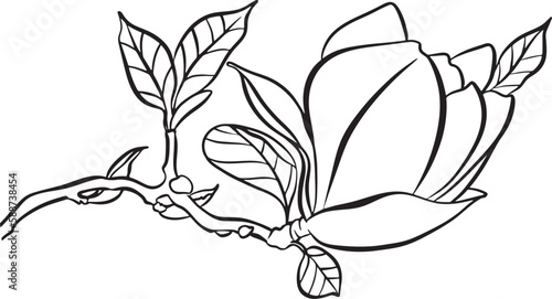 Magnolia Flowers. Black and white line illustration of magnolia flowers on white background. Botanical vector sketch line floral art. beautiful monochrome, twig blossoming magnolia tree