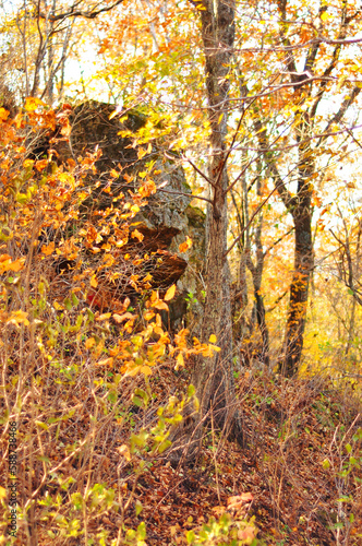 Trees with yellow leaves in autumn forest