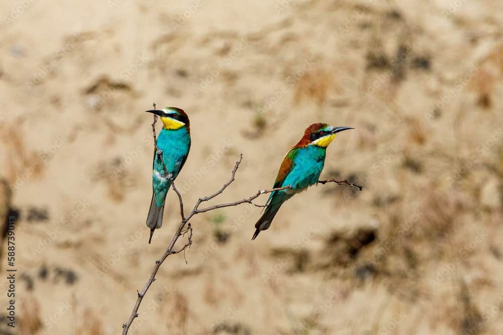 Colorful Bee Eater in the Danube Delta
Colorful Bee Eater in the Danube Delta