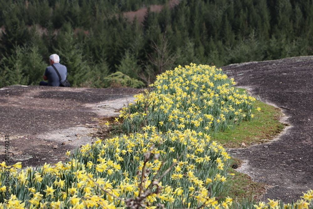 Jonquilles sauvages, rocher de Clédat, Corrèze France Stock Photo