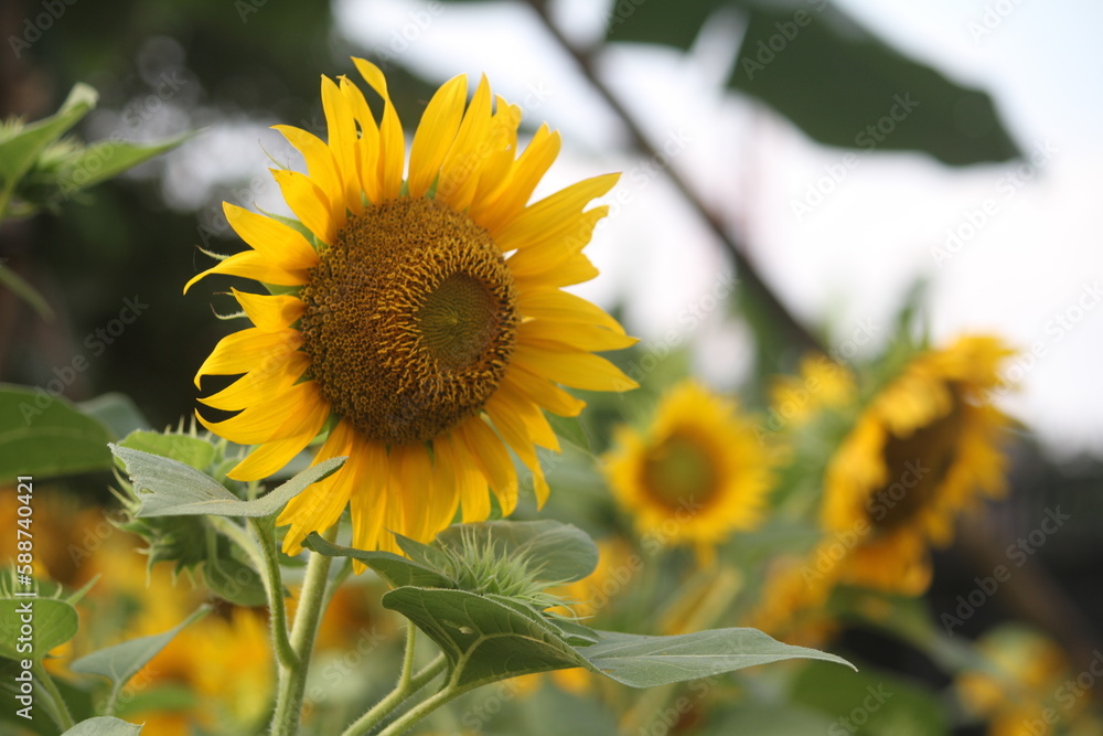 Fototapeta premium Sunflower is an annual plant of the popular kenikir-kenikir tribe, both as an ornamental plant and as an oil-producing plant.