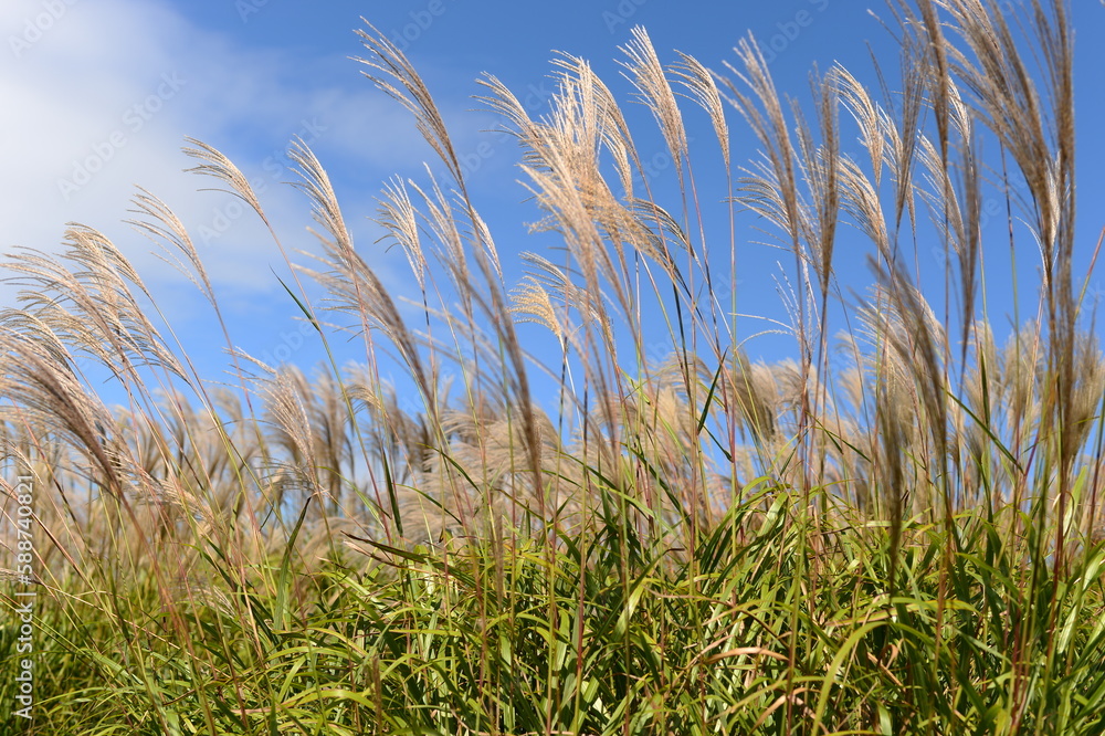 Pampas Grass