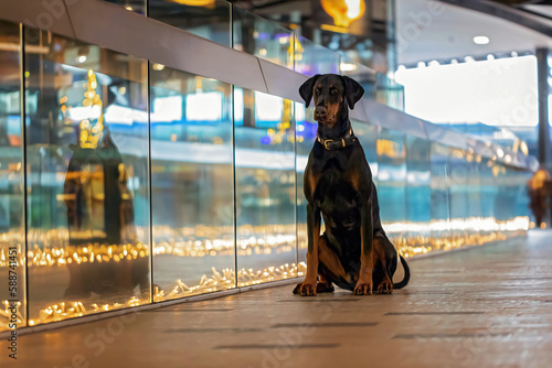 dobermann pincher in a shopping mall photo