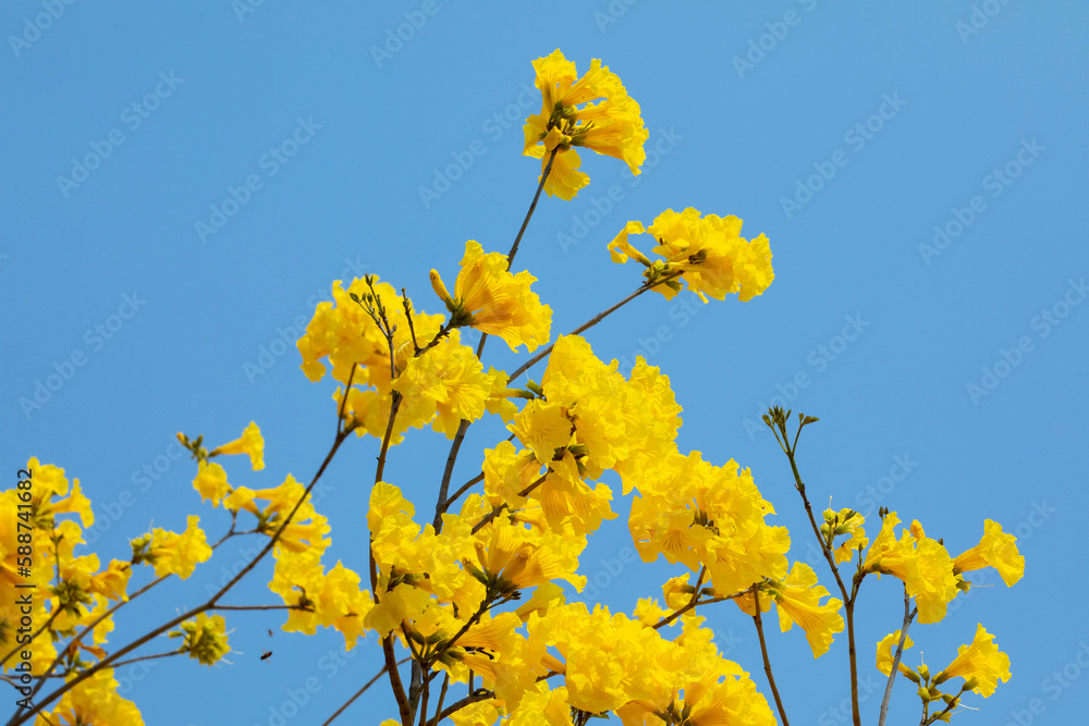 Taiwan, spring, flowering season, street trees, blooming, Suzuki chrysanthemum Taiwan, spring, flowering season, street trees, blooming, Suzuki chrysanthemum