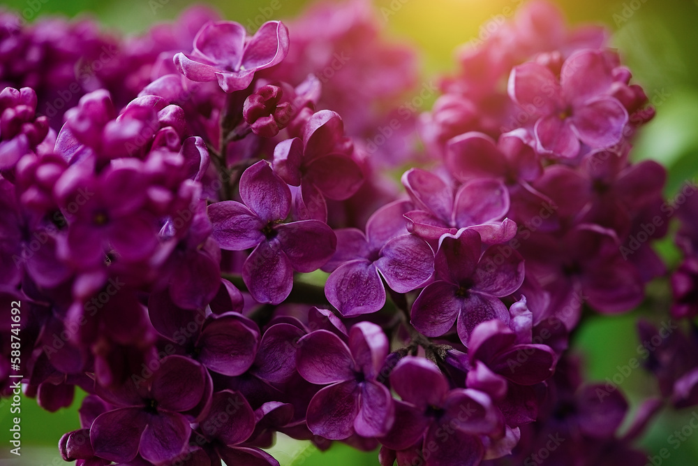 Blossoming lilac tree branch background. Spring background. Copy space. Soft focus Blossoming lilac tree branch background. Spring background. Copy space. Soft focus