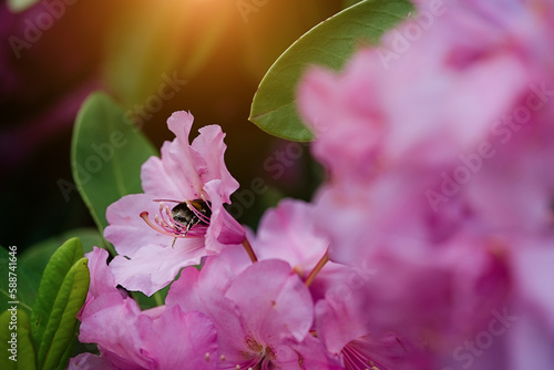 Blossoming rhododendron branch background. Bumblebee collects nectar. Spring background. Copy space. Soft focus 