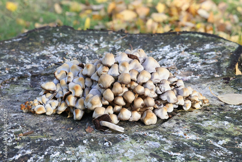 Homophron cernuum, also called Psathyrella cernua, a brittlestem mushroom from Finland, no common English name photo