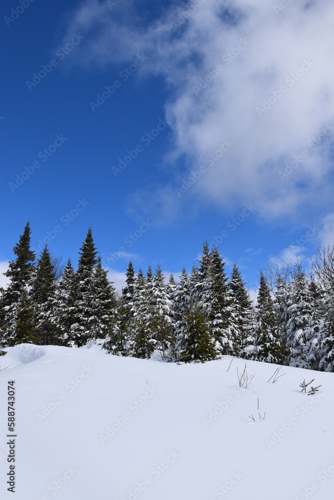 A forest under a blue sky, Sainte-Apolline, Québec, Canada